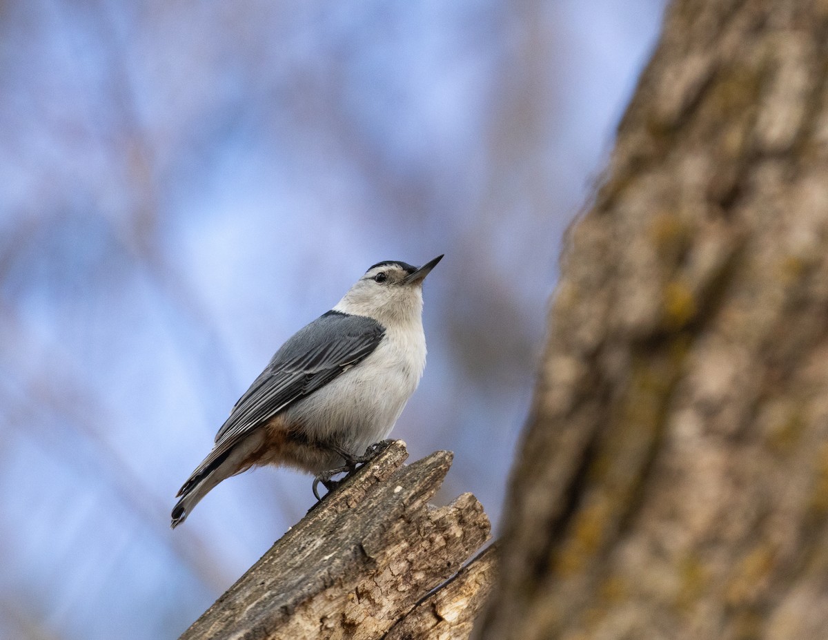 White-breasted Nuthatch - August Erickson