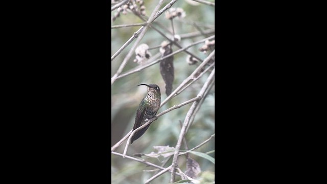 kolibřík aksamitový - ML617616580