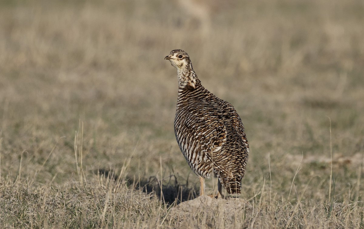 Lesser Prairie-Chicken - ML617616587