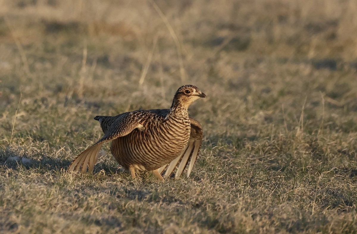 Lesser Prairie-Chicken - ML617616593