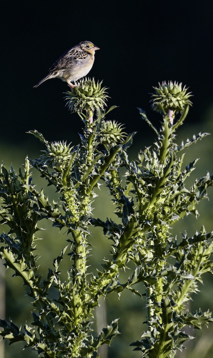 Grasshopper Sparrow - Patrick Maurice