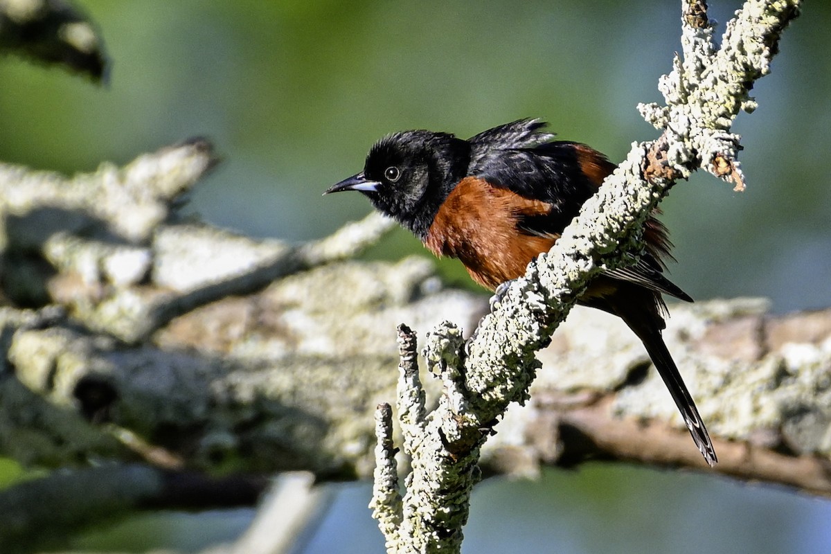 Orchard Oriole - ML617616658