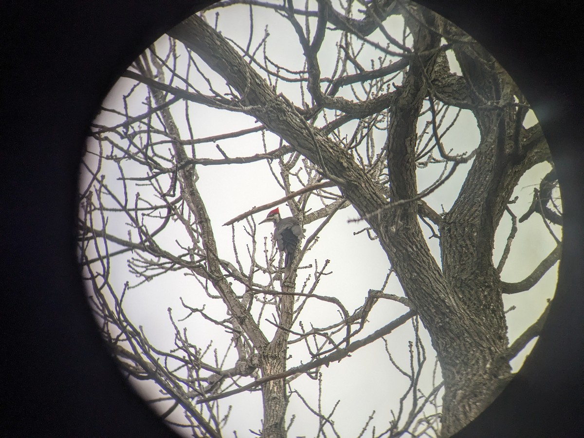 Pileated Woodpecker - ML617616681