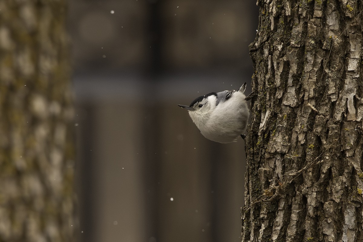 White-breasted Nuthatch - ML617616683