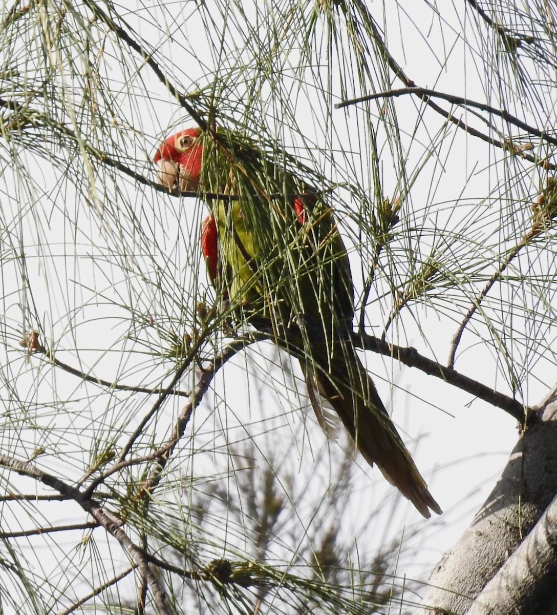 Red-masked Parakeet - ML617616686