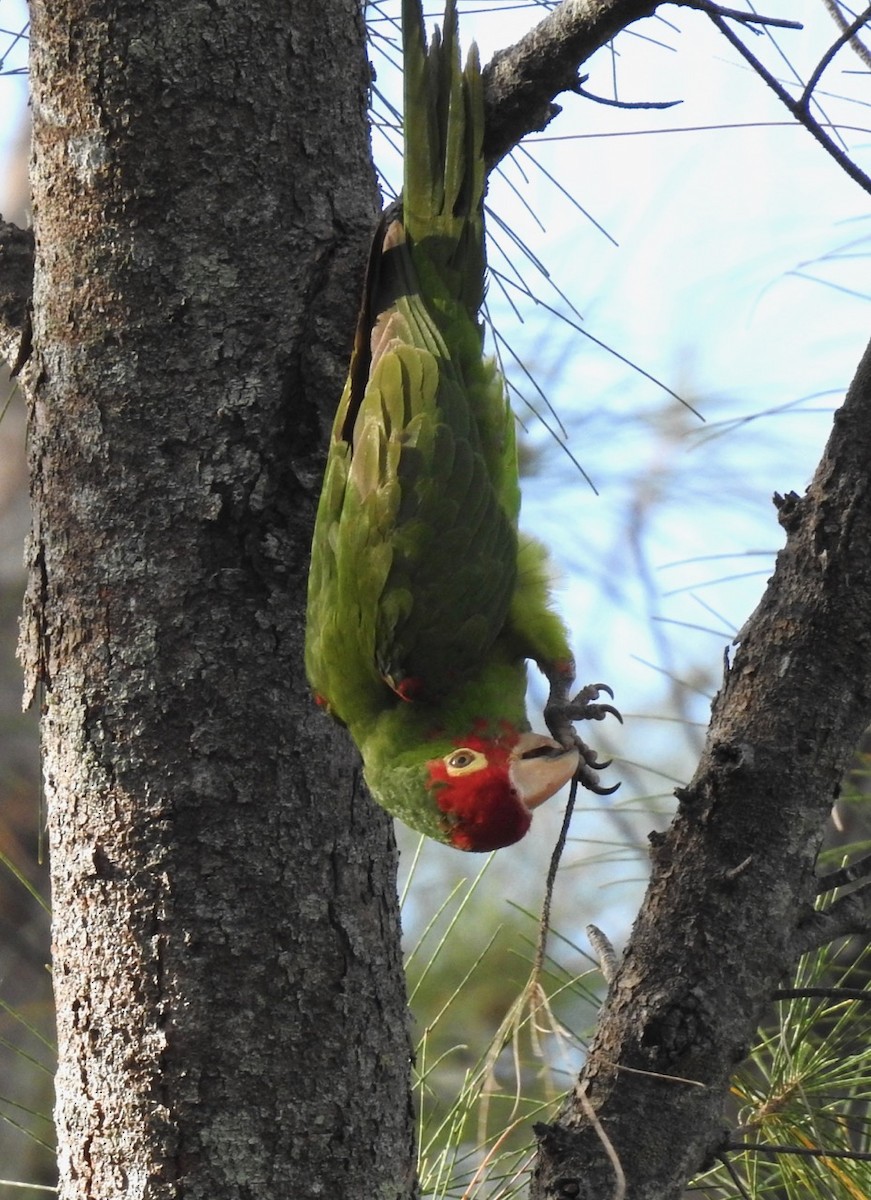 Red-masked Parakeet - ML617616687