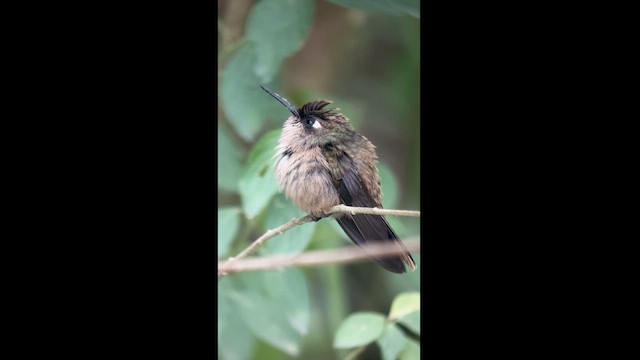 kolibřík hnědotemenný - ML617616693