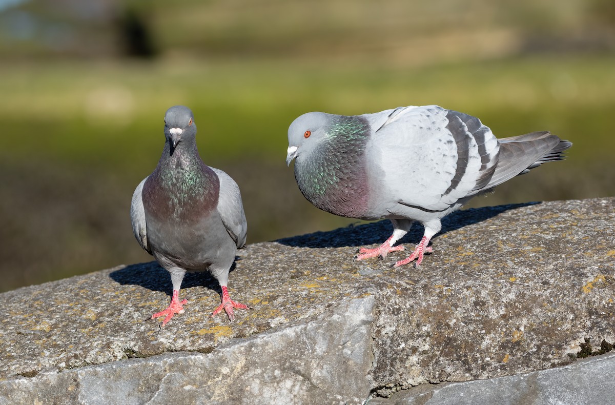Rock Pigeon (Feral Pigeon) - ML617616735