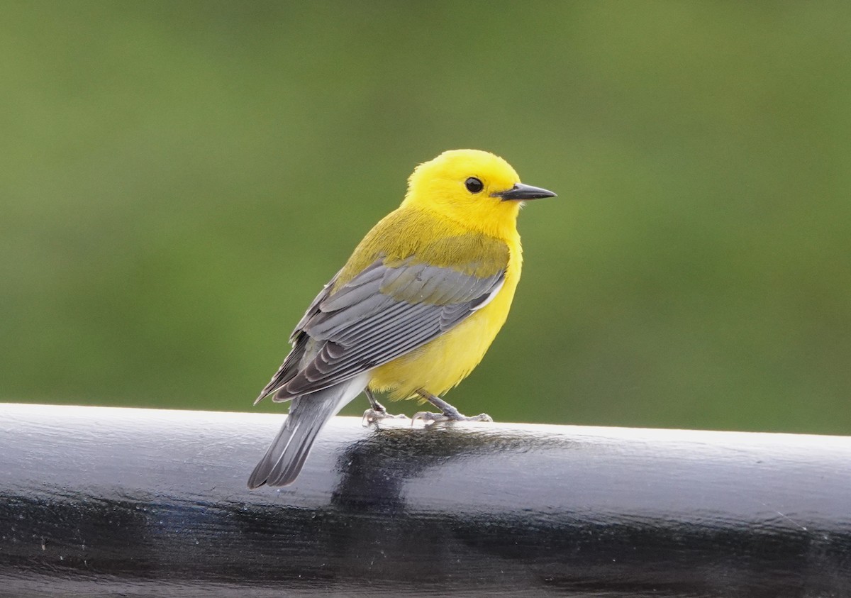 Prothonotary Warbler - ML617616782