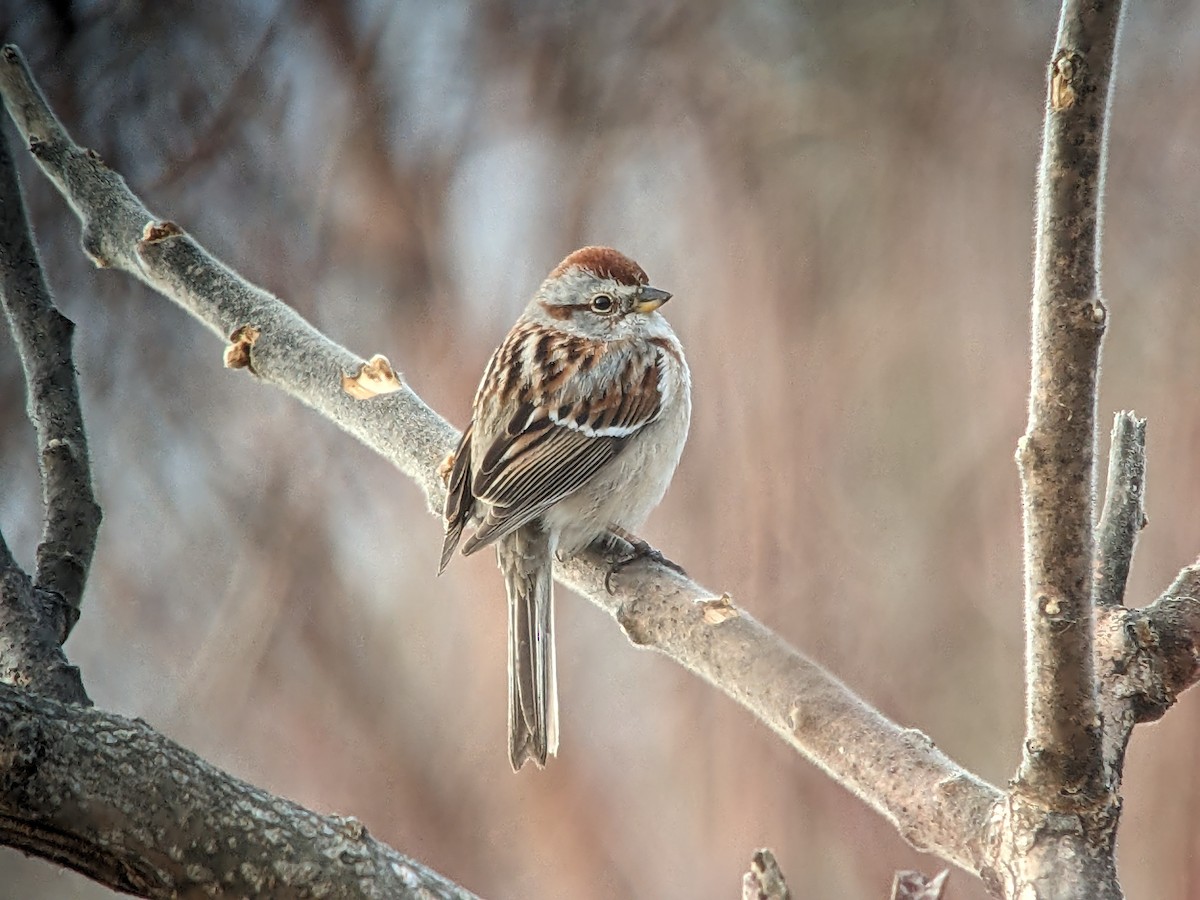 American Tree Sparrow - ML617616789