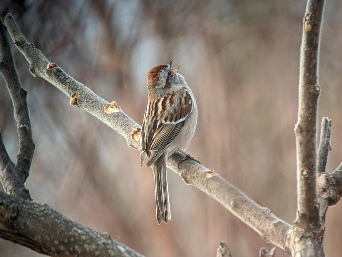 American Tree Sparrow - ML617616791