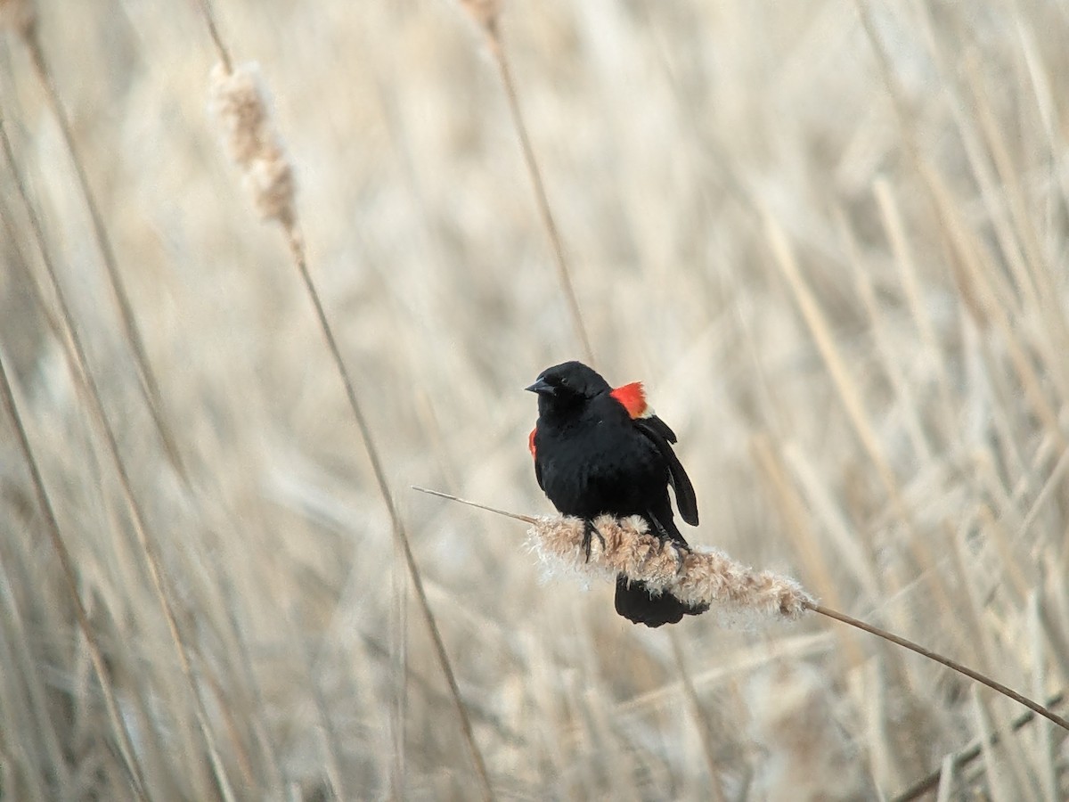 Red-winged Blackbird - jean bernier