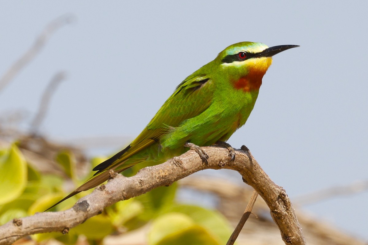 Blue-cheeked Bee-eater - ML617616813