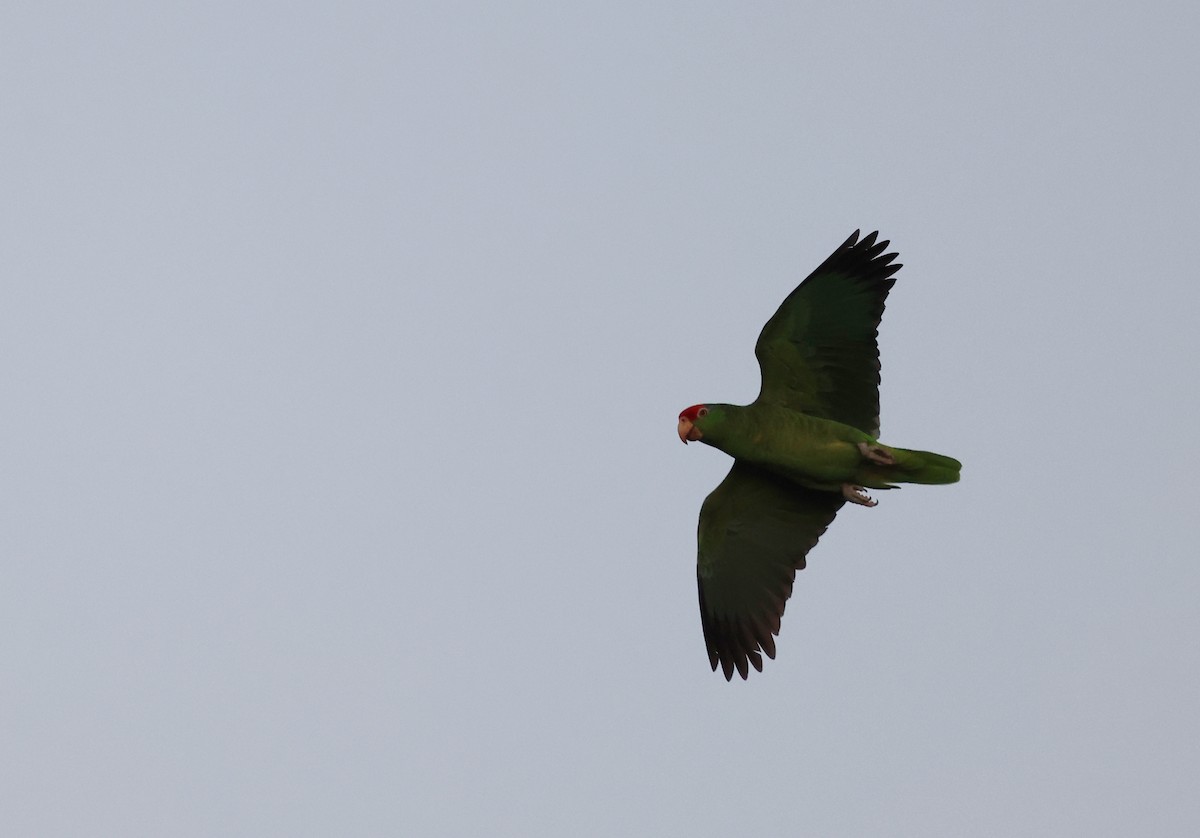 Red-crowned Parrot - ML617616817