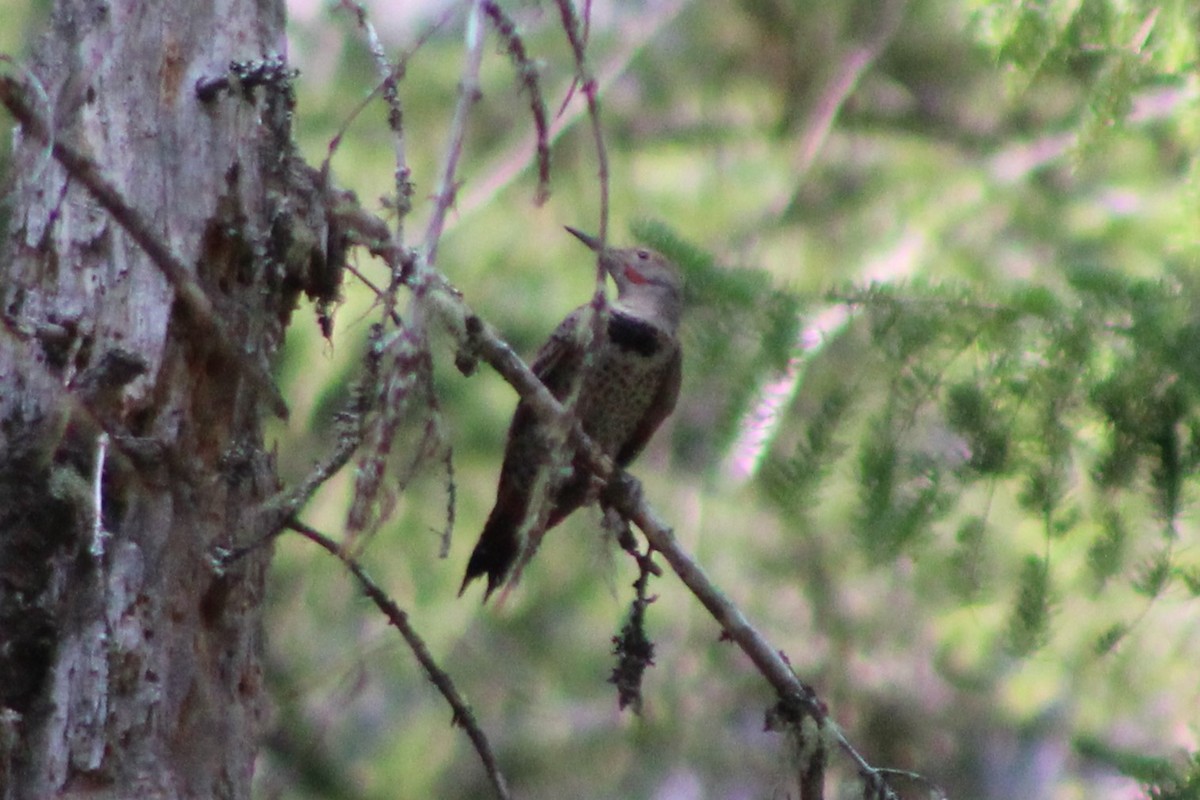 Northern Flicker (Red-shafted) - ML617616818