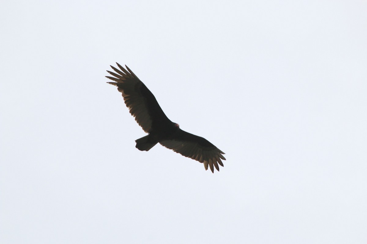 Turkey Vulture - ML617616819