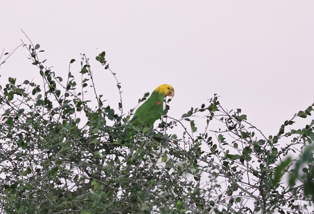 Yellow-headed Parrot - ML617616839