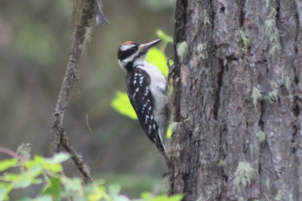 Hairy Woodpecker (Rocky Mts.) - ML617616843