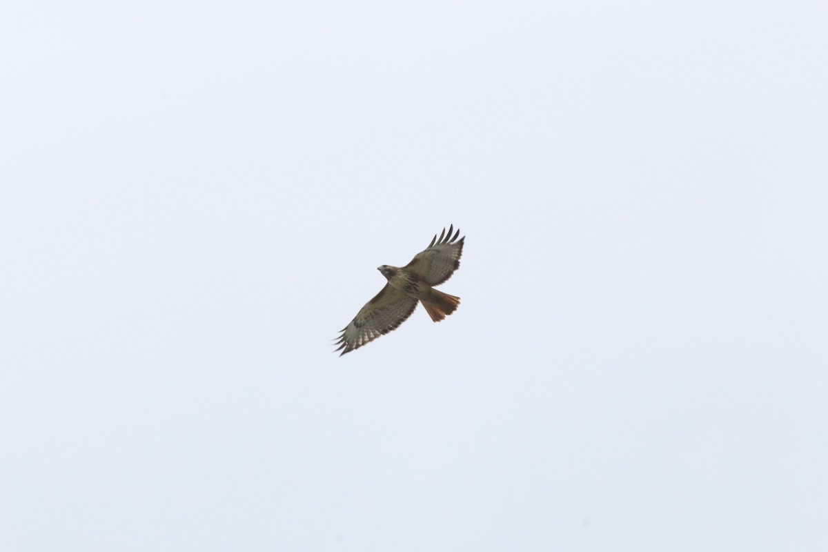 Red-tailed Hawk - ML617616850
