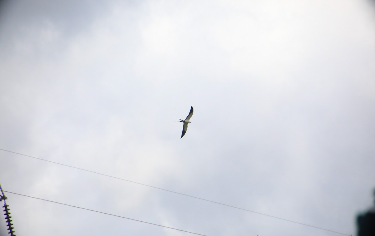 Swallow-tailed Kite - ML617616859