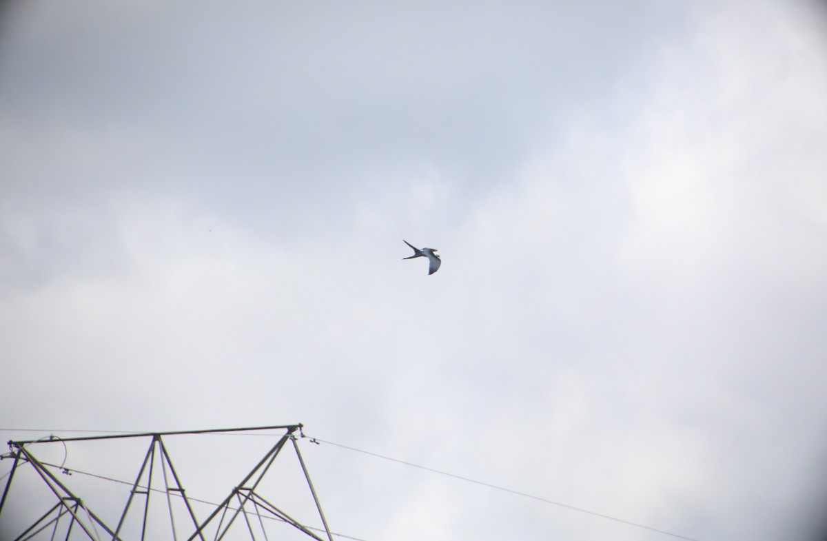 Swallow-tailed Kite - ML617616860