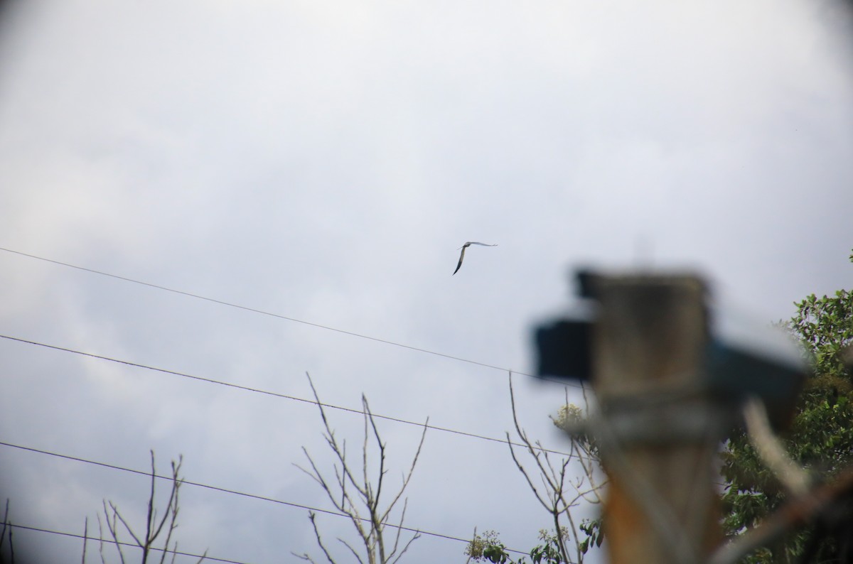 Swallow-tailed Kite - Garrett Yocklin