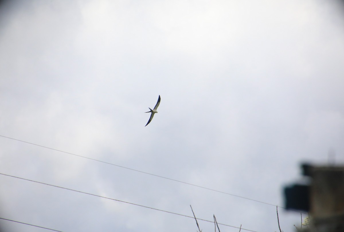 Swallow-tailed Kite - ML617616863