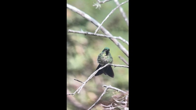 kolibřík dřišťálový (ssp. districta) - ML617616883