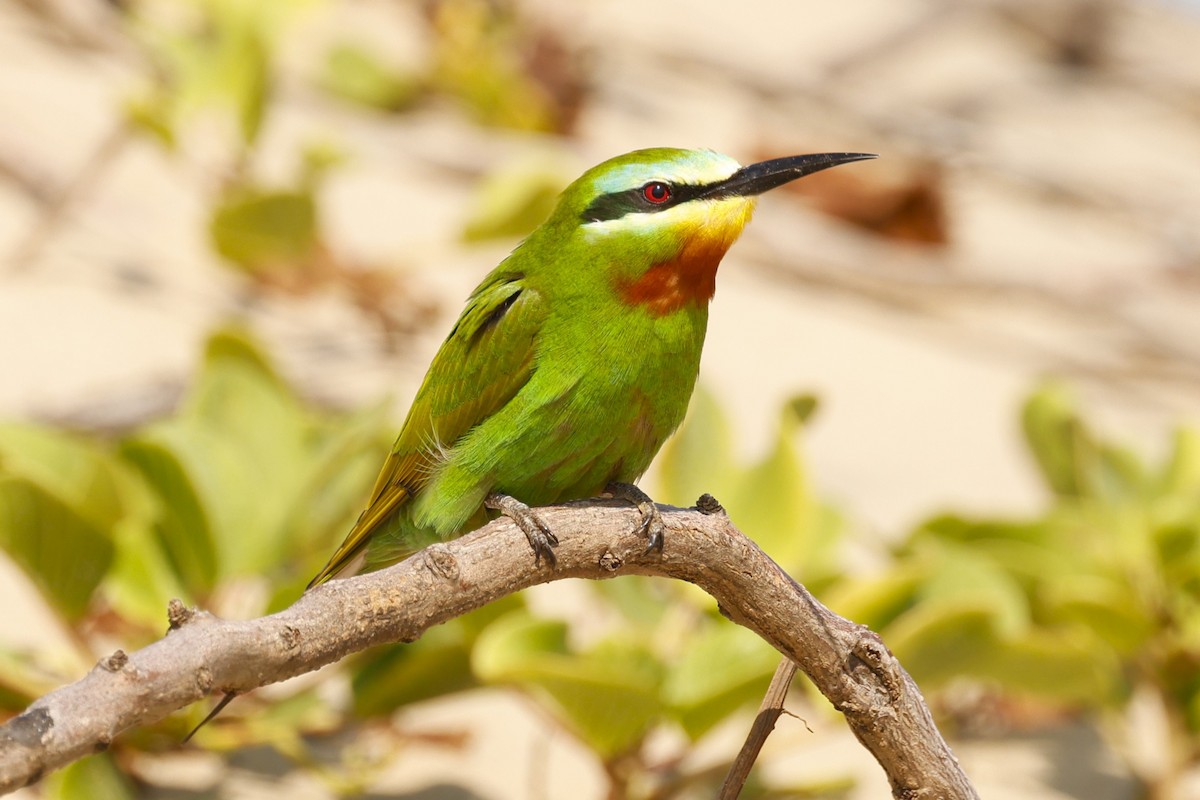 Blue-cheeked Bee-eater - ML617616915
