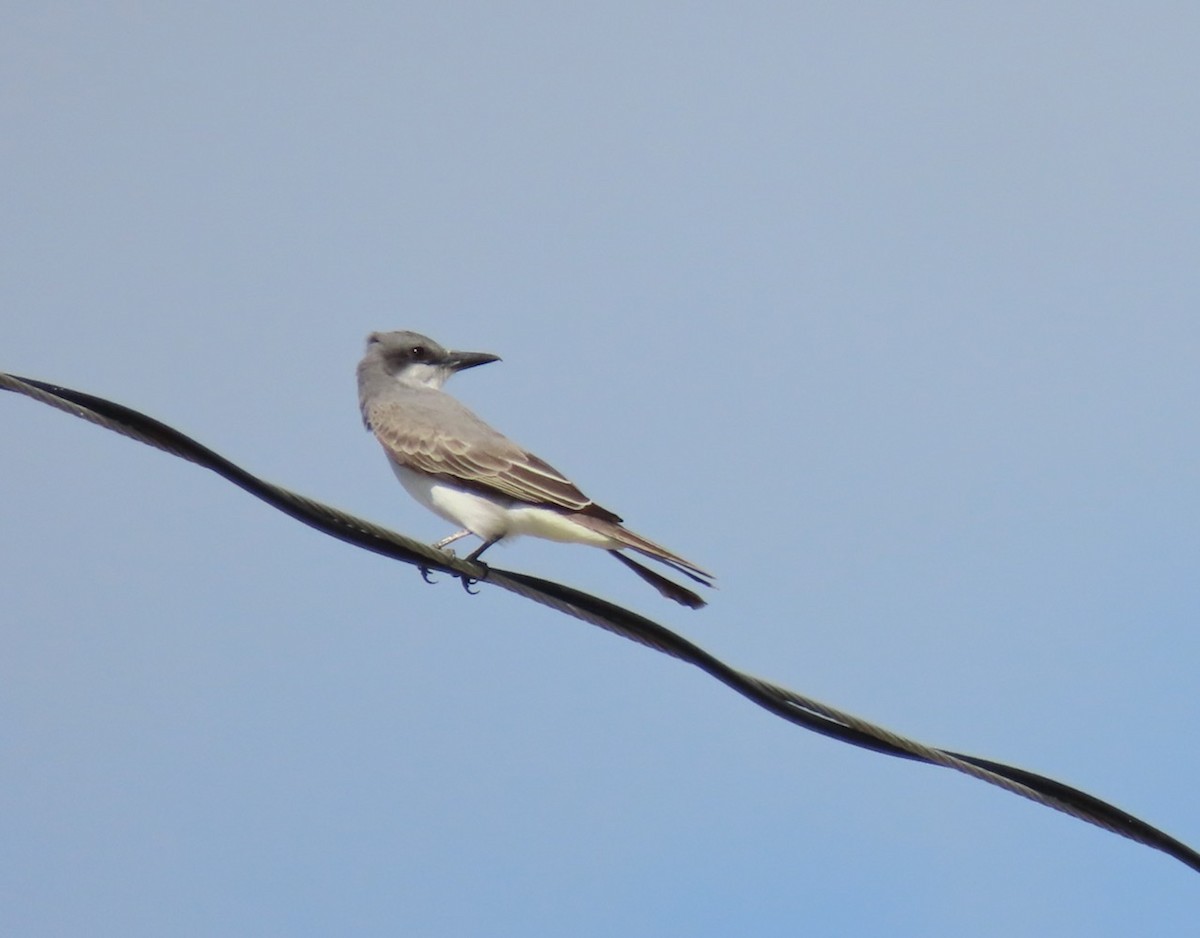 Gray Kingbird - Gael Silverblatt