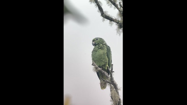 Scaly-naped Parrot - ML617616940