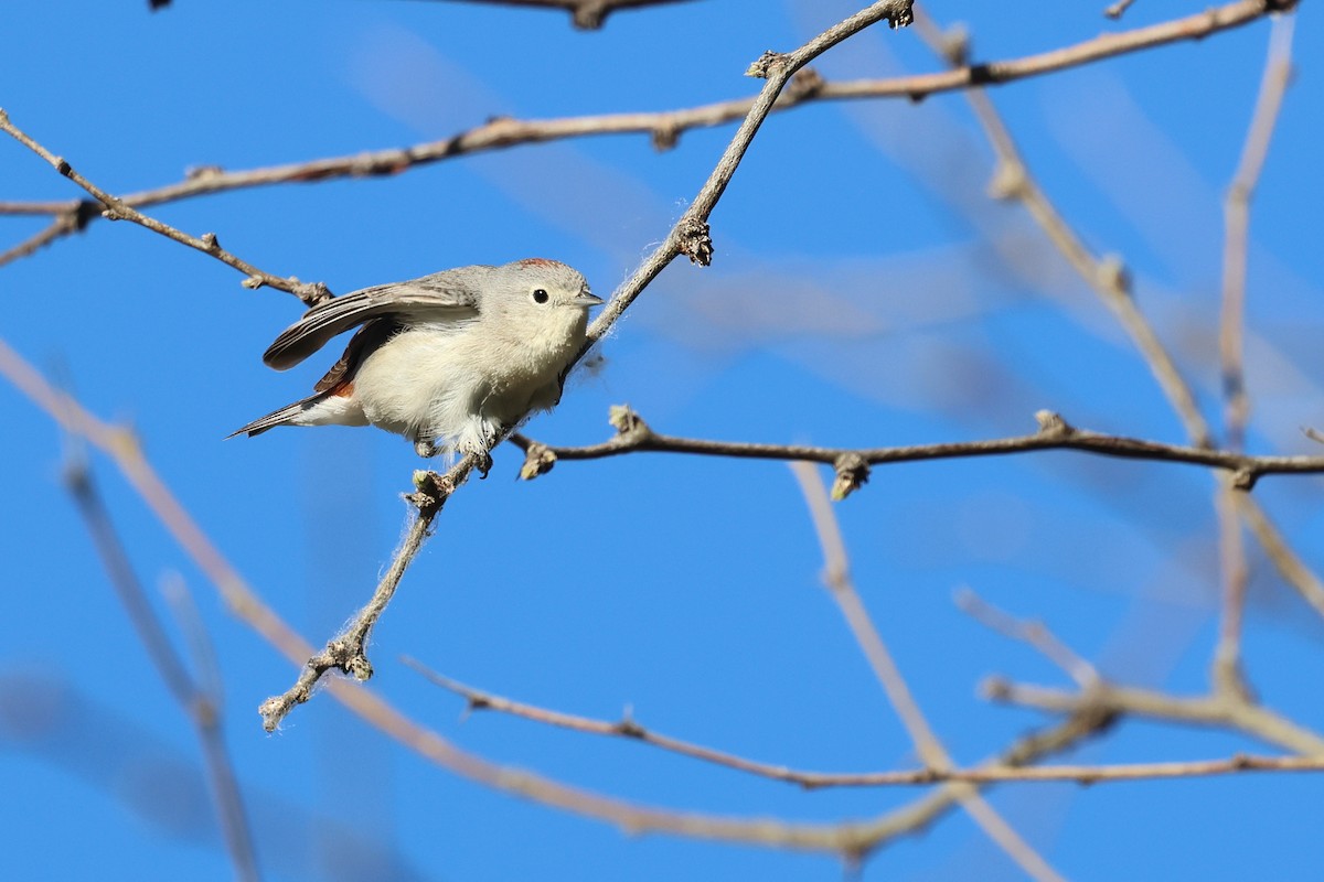 Lucy's Warbler - ML617616965