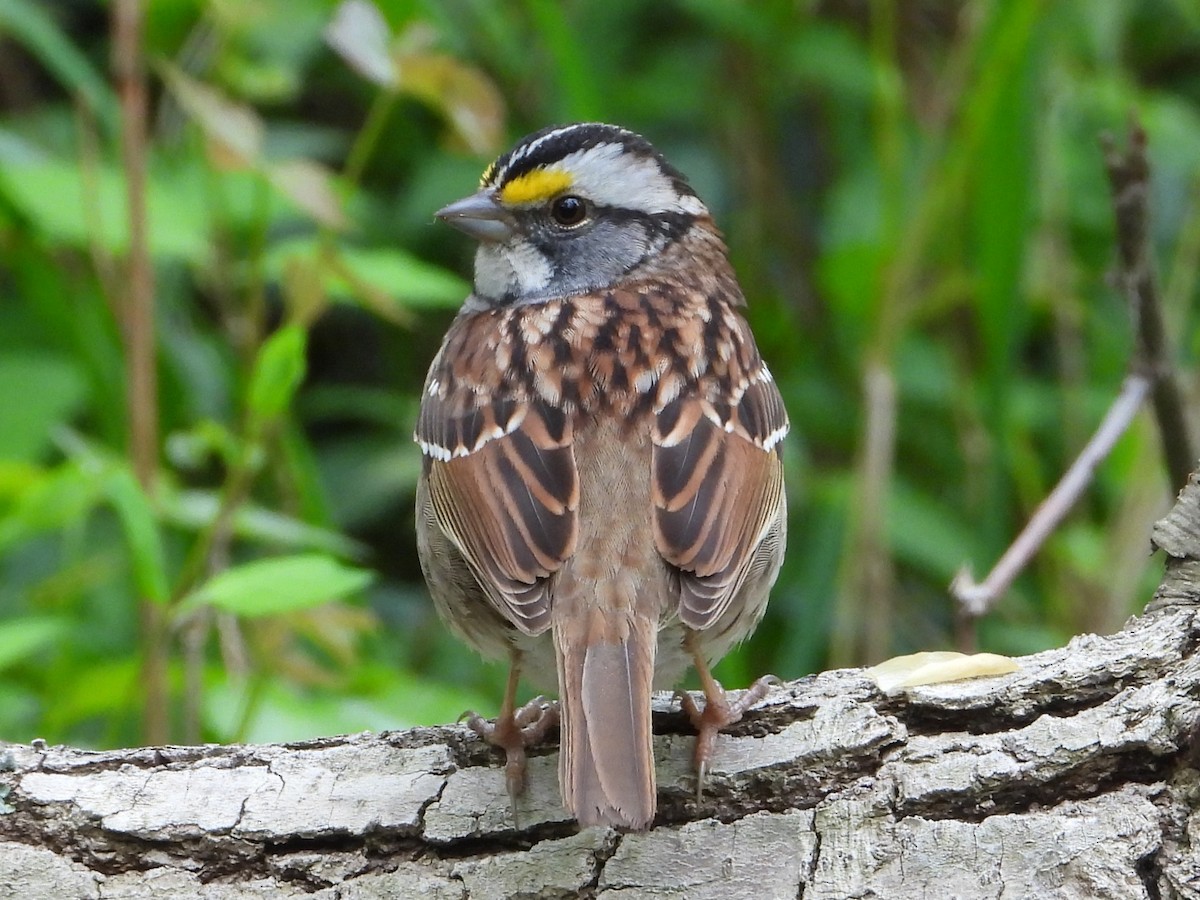 White-throated Sparrow - ML617616981