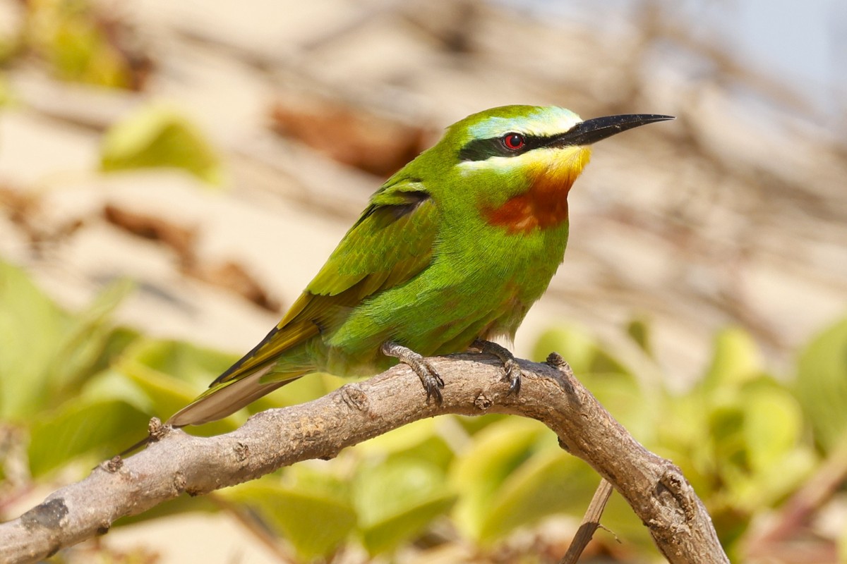 Blue-cheeked Bee-eater - ML617616984