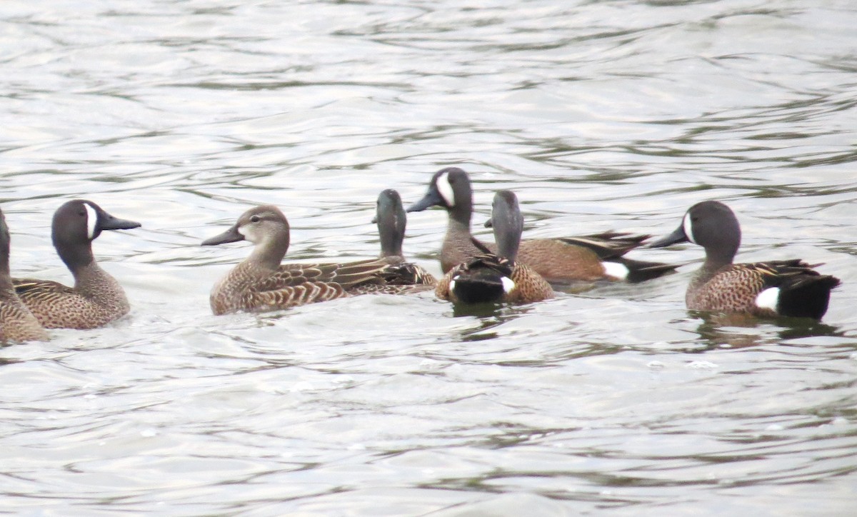 eBird Checklist 19 Apr 2024 Celery Bog Nature Area 74 species