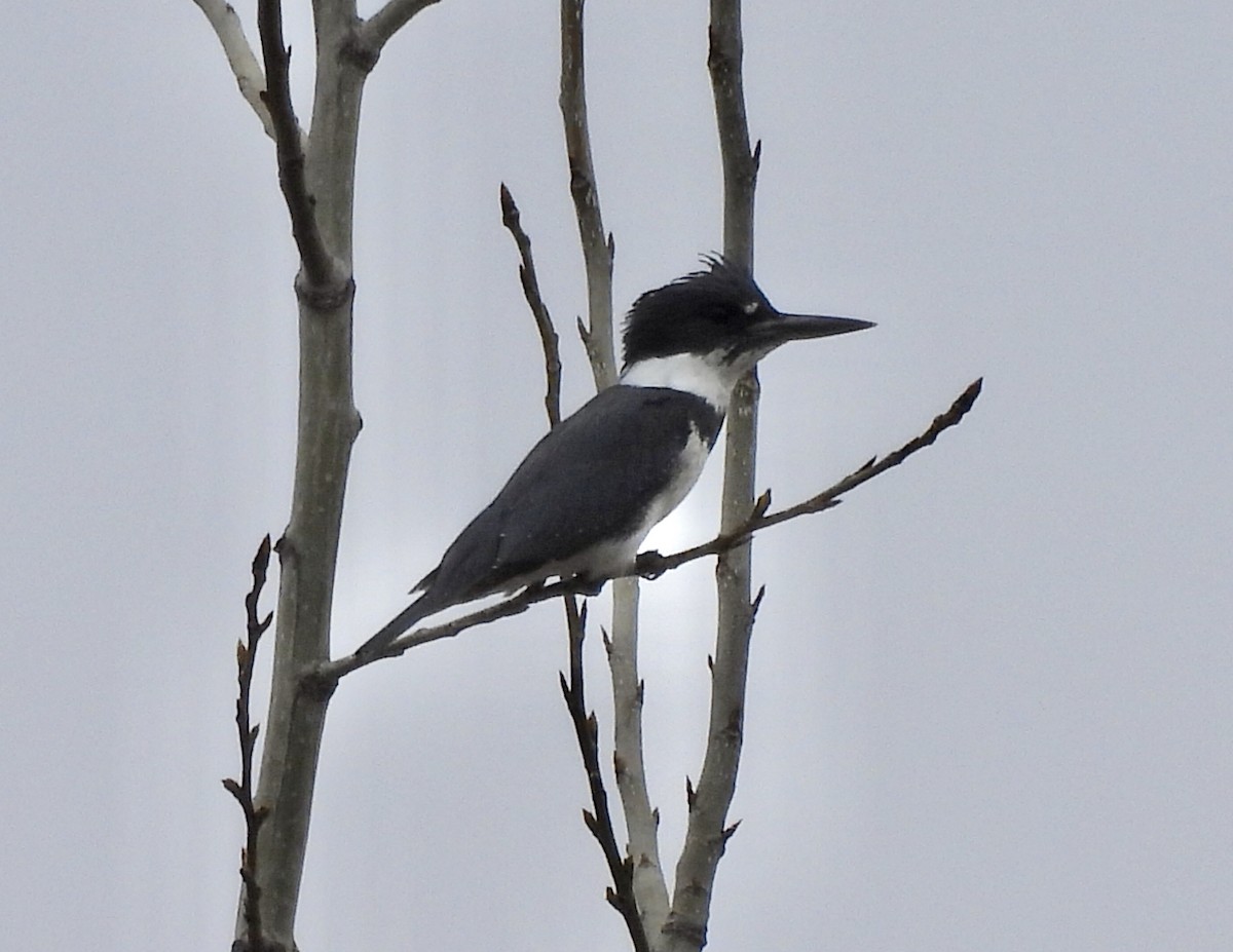 Belted Kingfisher - ML617617063