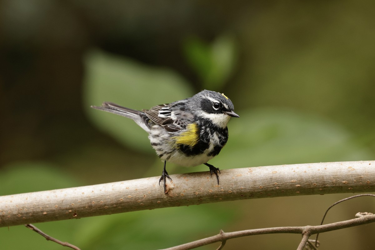 Yellow-rumped Warbler (Myrtle) - Bert Fisher