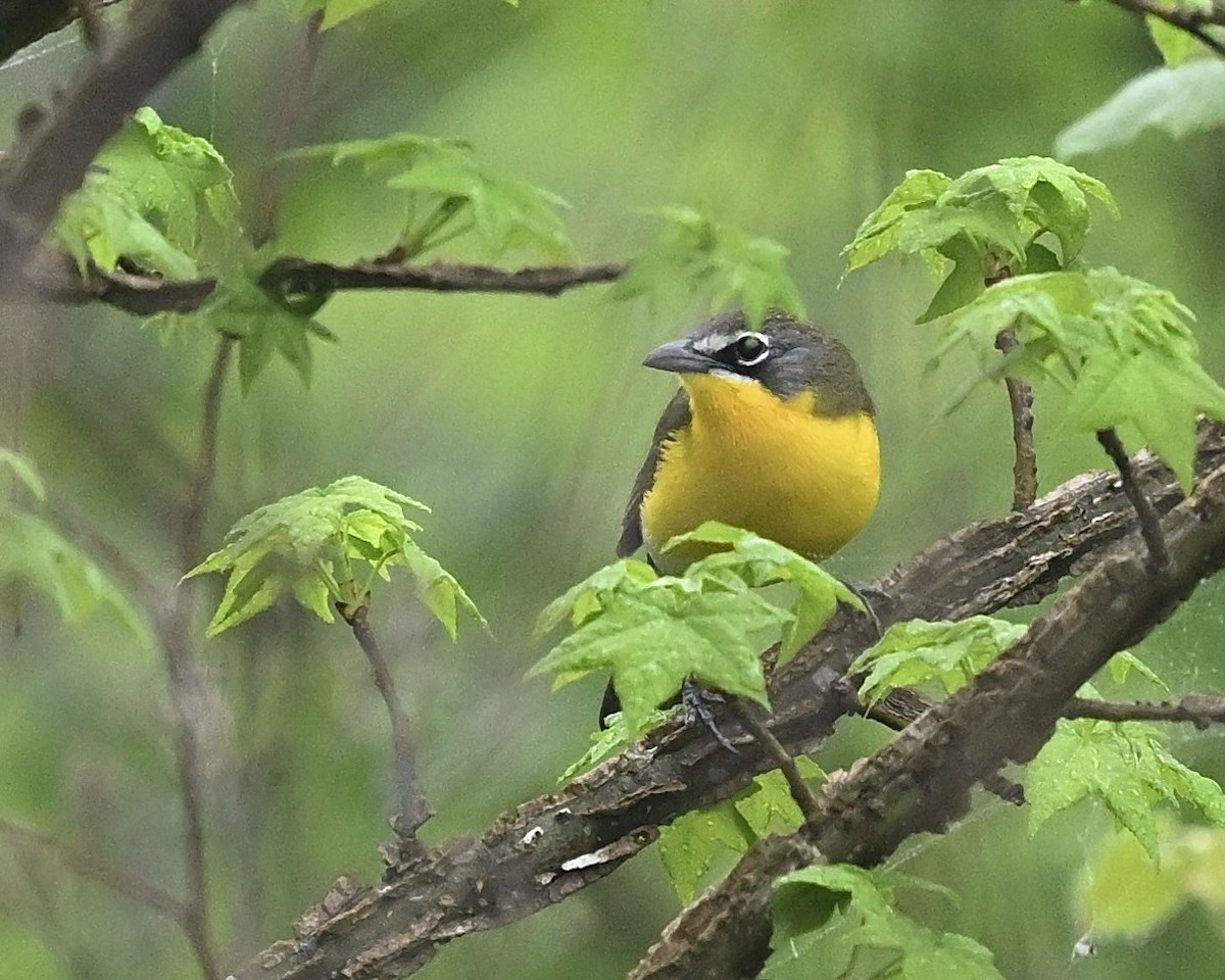 Yellow-breasted Chat - ML617617072