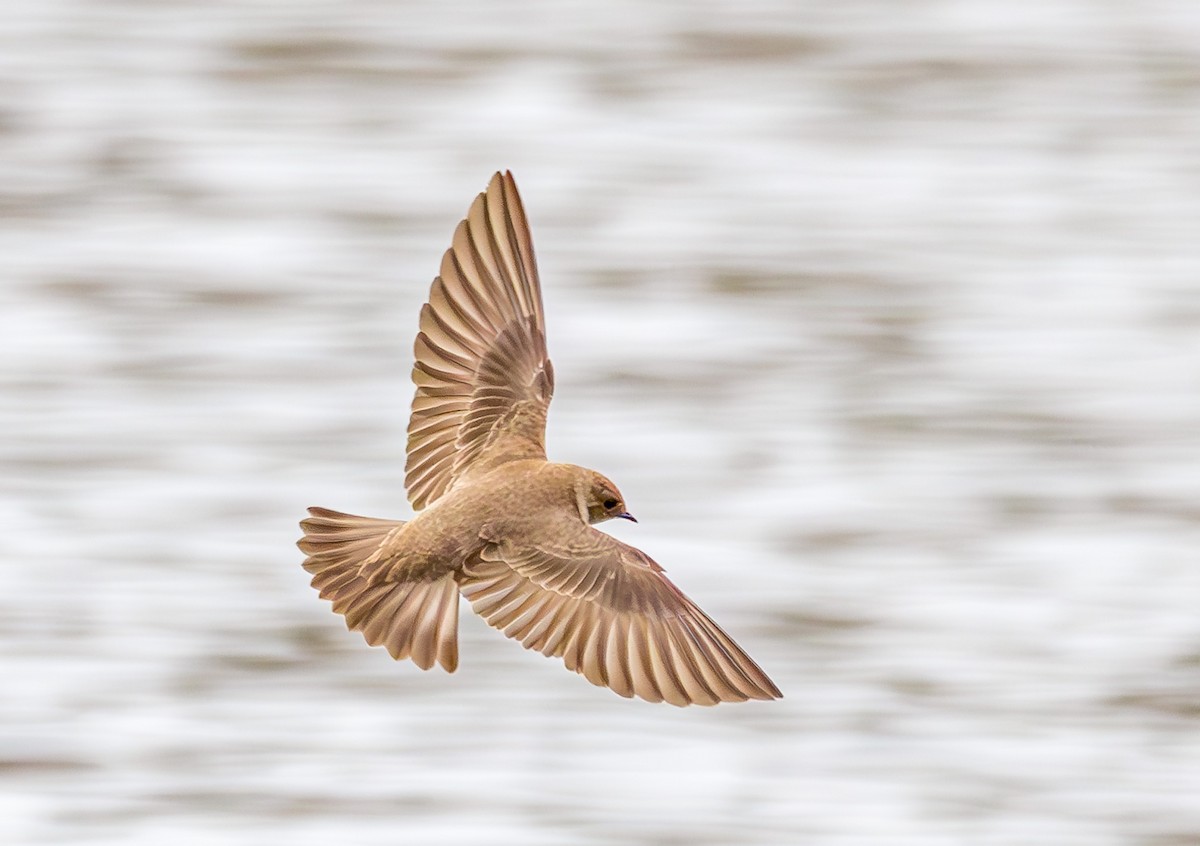 Northern Rough-winged Swallow - ML617617074