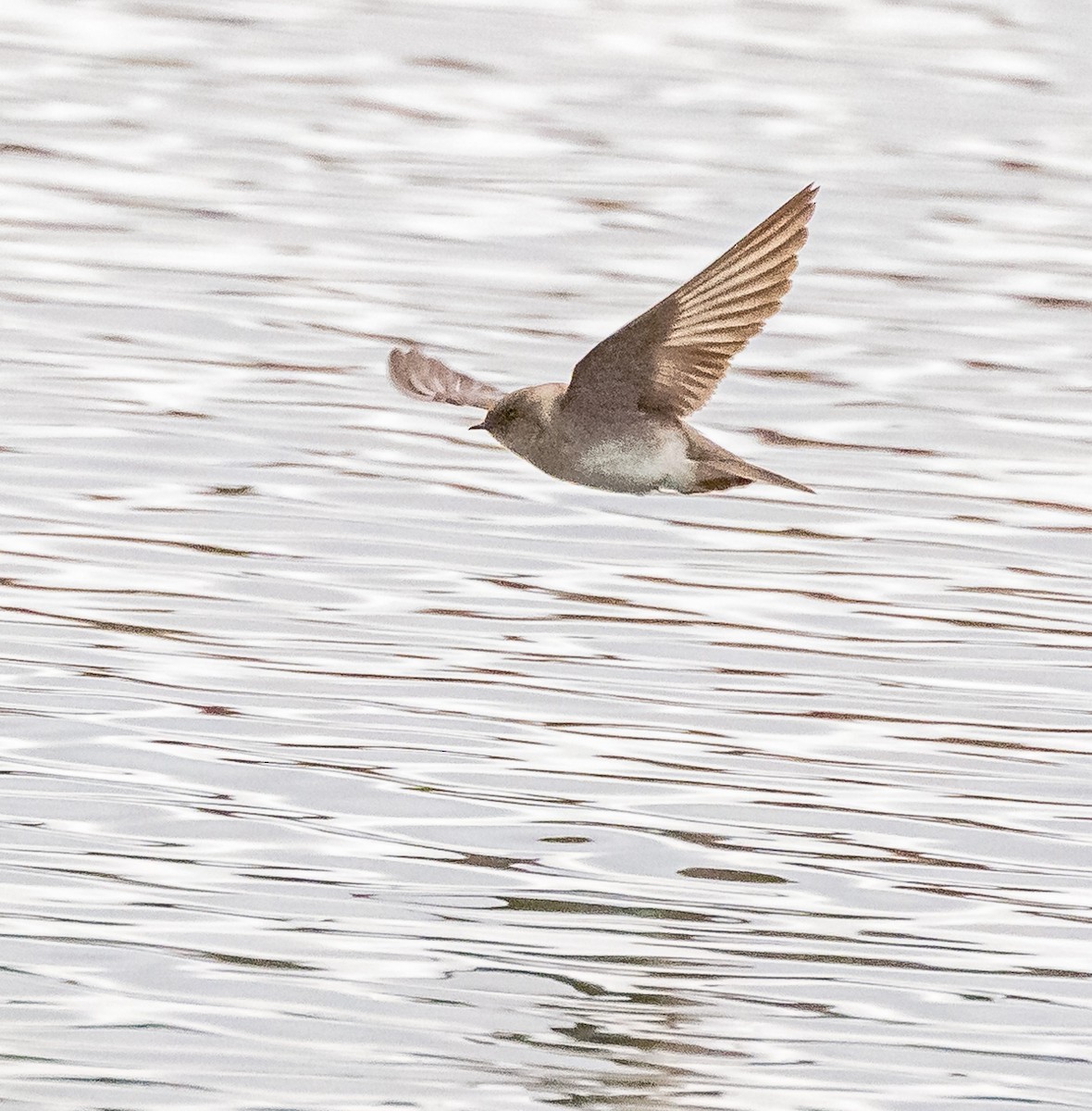Northern Rough-winged Swallow - Mike Murphy