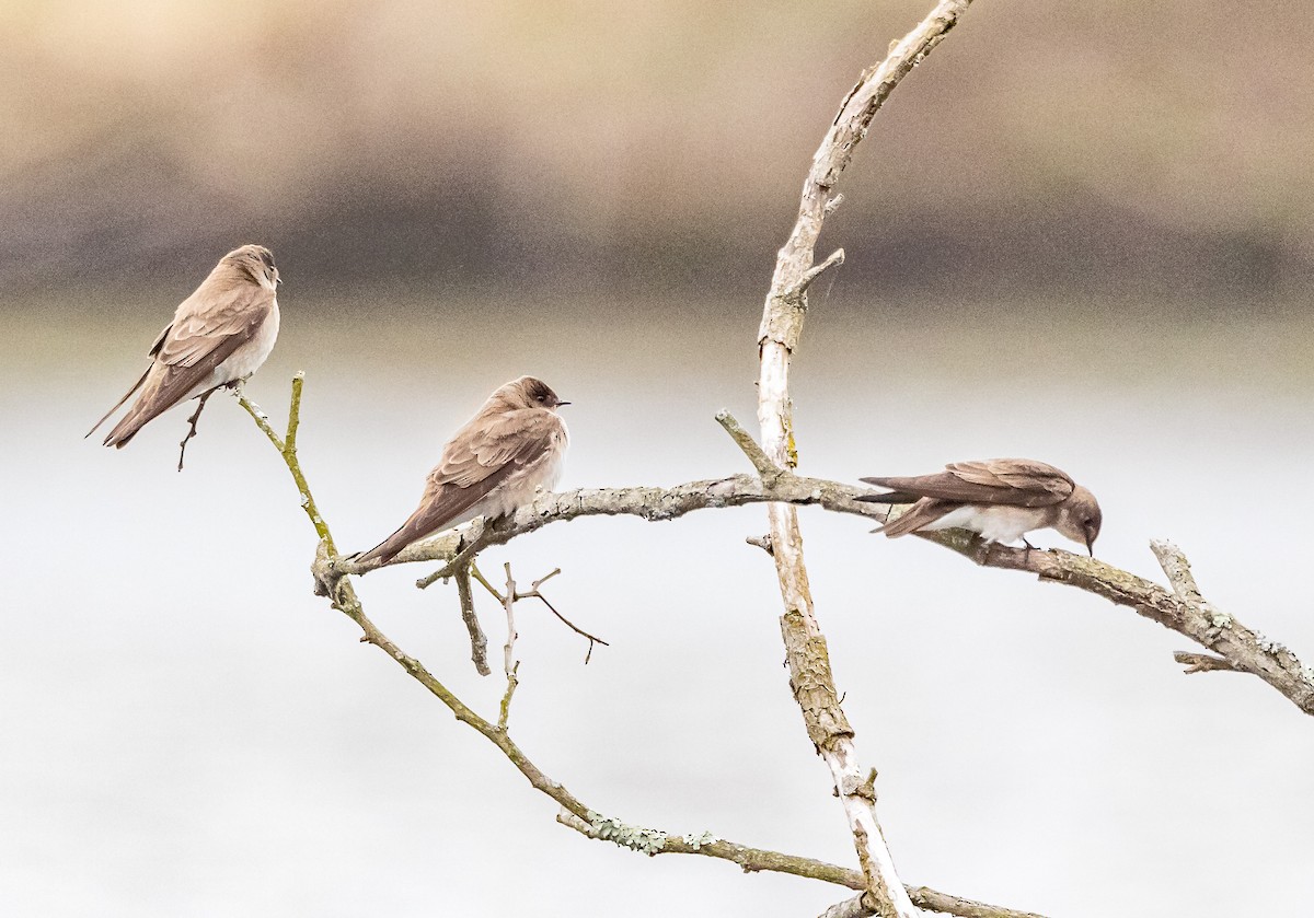 Northern Rough-winged Swallow - ML617617076