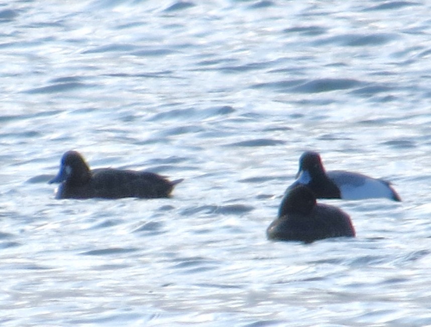 Greater Scaup - ML617617077