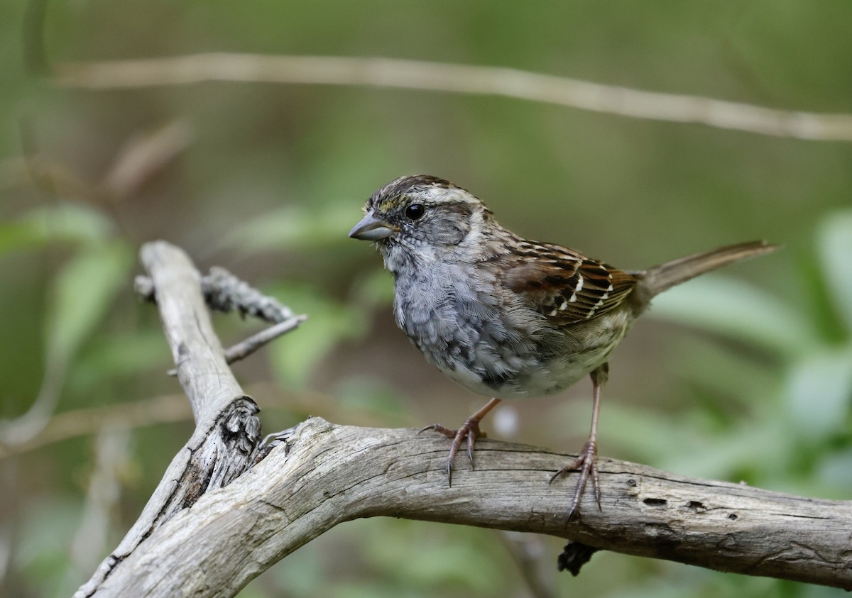 White-throated Sparrow - ML617617081