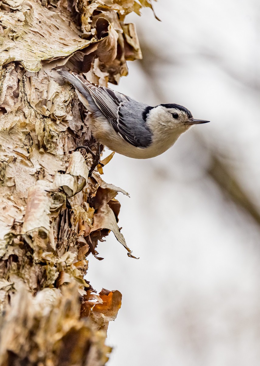 White-breasted Nuthatch - ML617617095