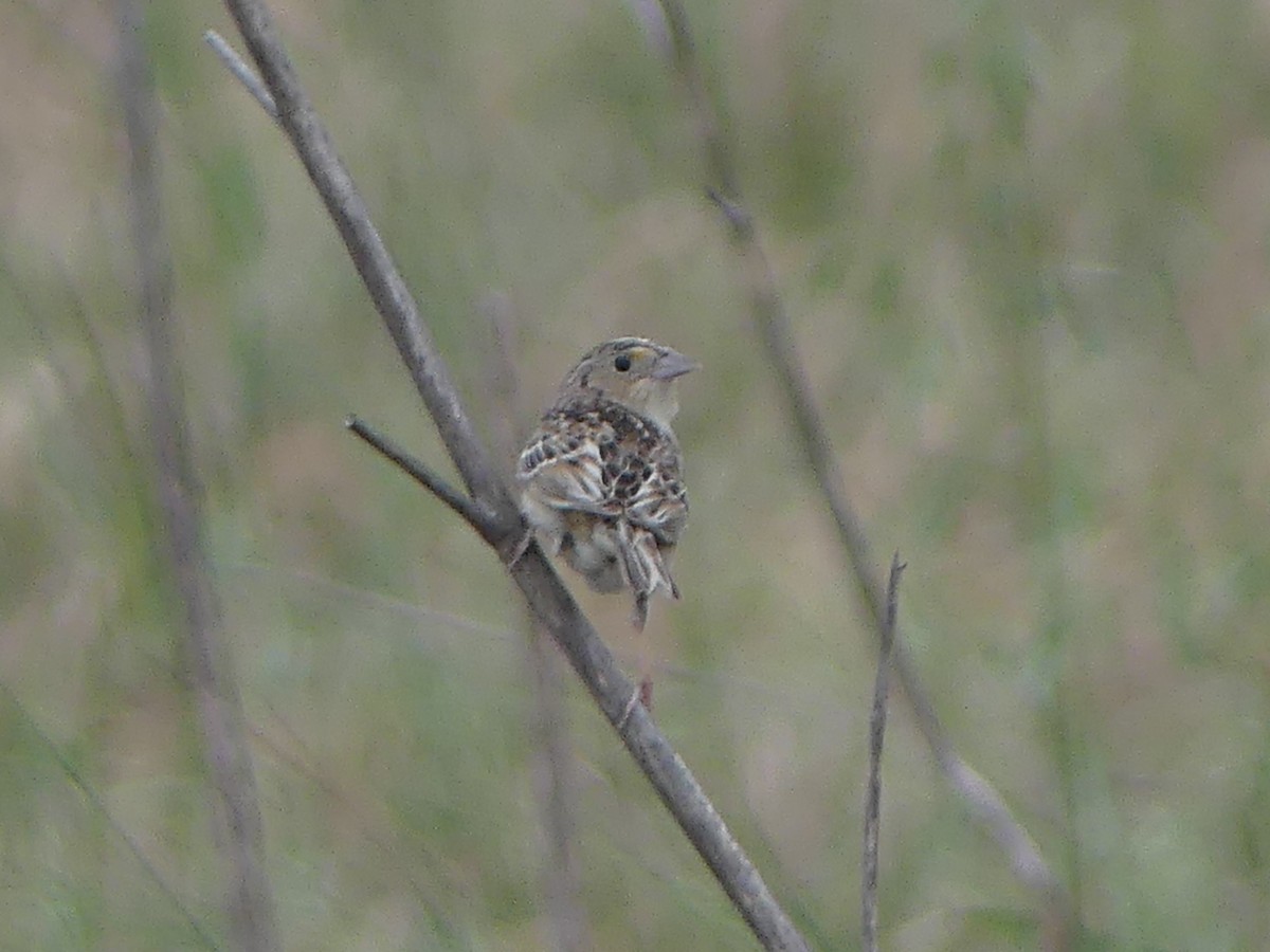 Grasshopper Sparrow - ML617617110