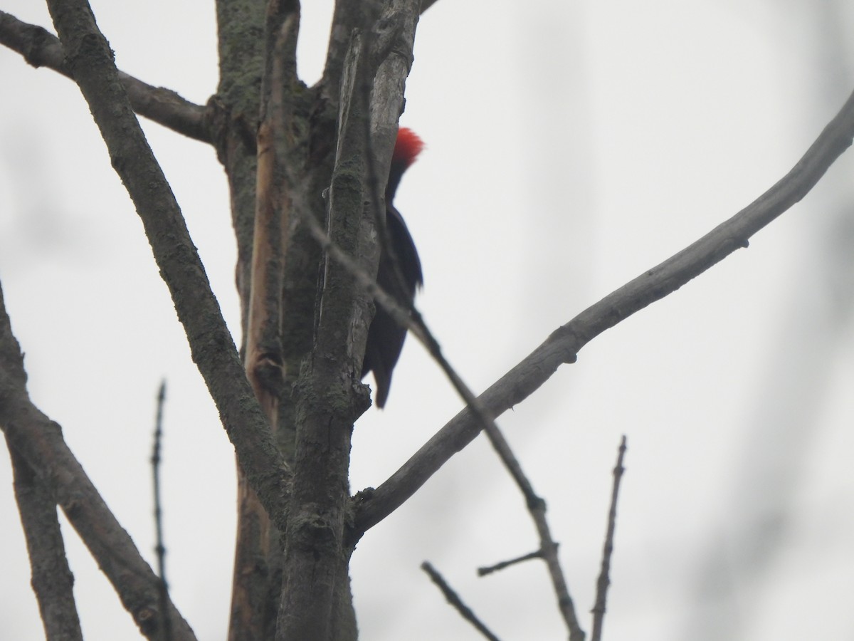 Pileated Woodpecker - ML617617114