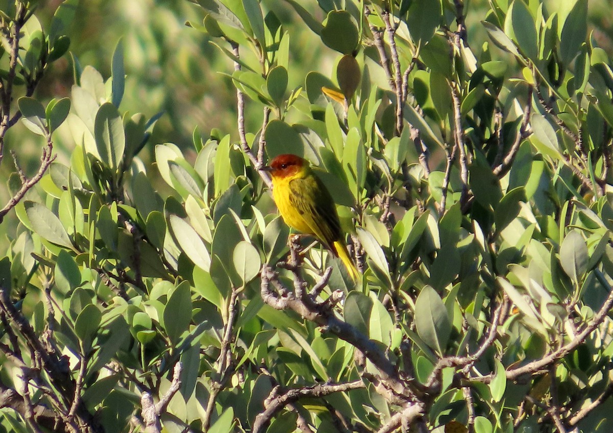 Yellow Warbler (Mangrove) - Amy Evenstad