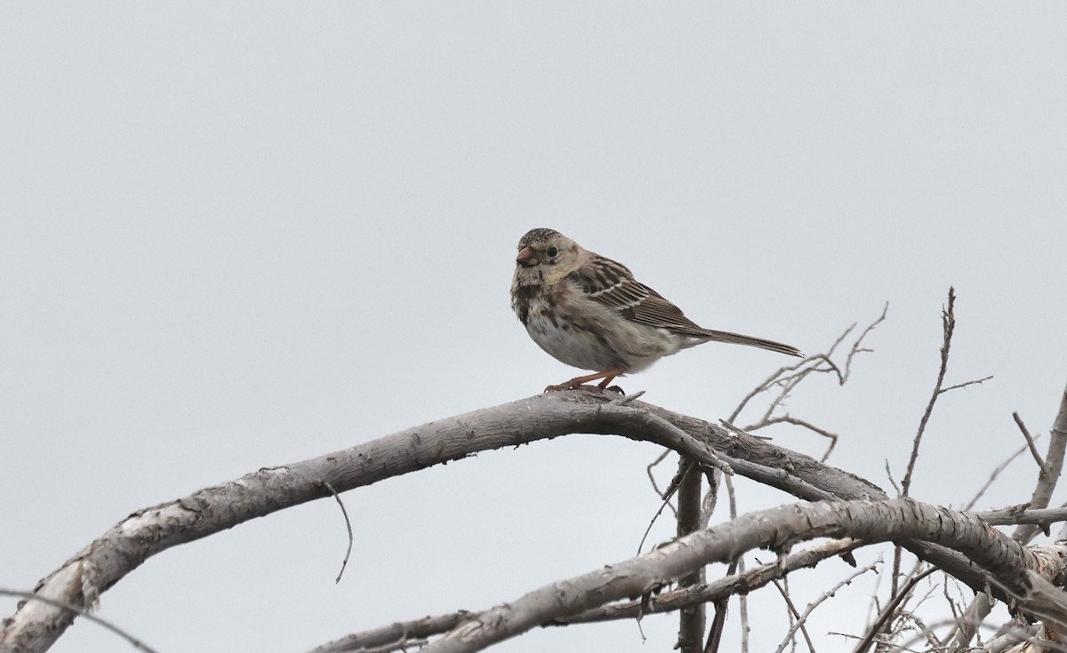 Harris's Sparrow - ML617617167