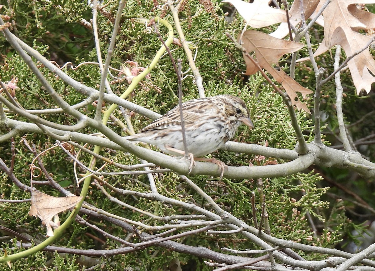 Savannah Sparrow - ML617617210
