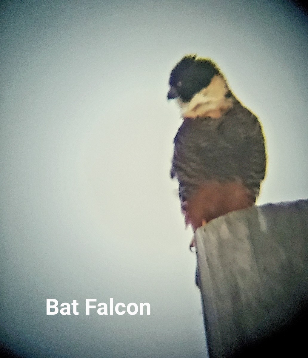 Bat Falcon - Glenda Boyer-Herron
